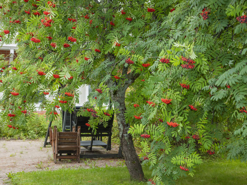 Palvelukodit pihakeinu